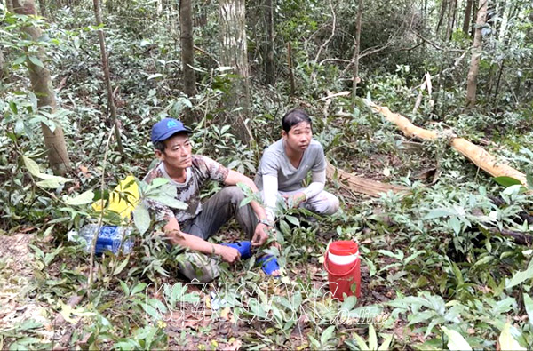 >Bắt quả tang 2 đối tượng chặt phá rừng Phú Quốc
